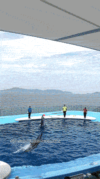 ͷ�֡ʹ⾾�Լ��ե��ꥢ�ˤΥ��硼��ư��