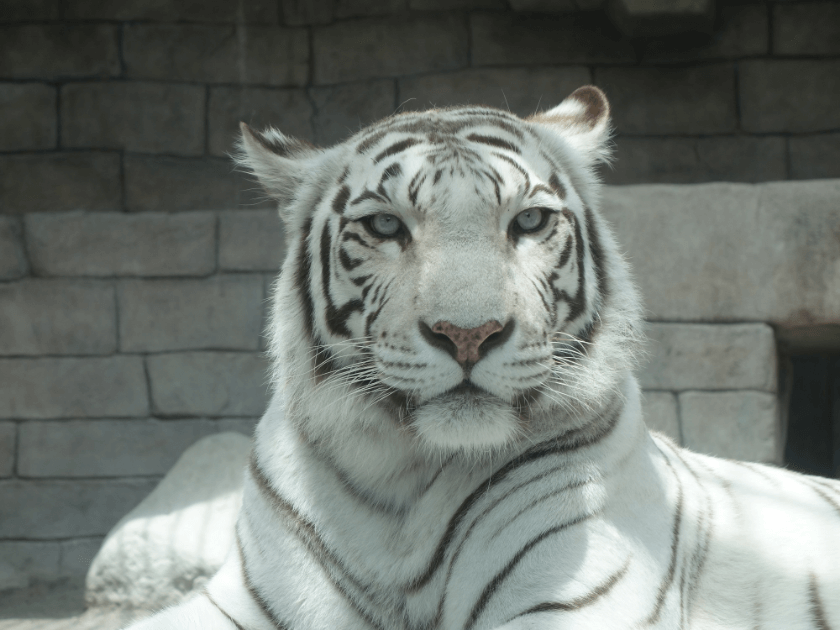 東武動物公園ペアチケット 2名分のアトラクションパスセットをプレゼント