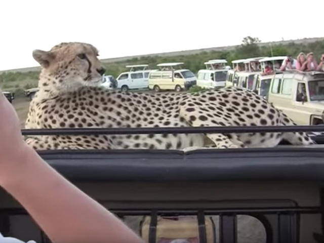 あなたならどうする!?   野生のチーターがクルマに飛び乗ってきて目の前に現れる!!