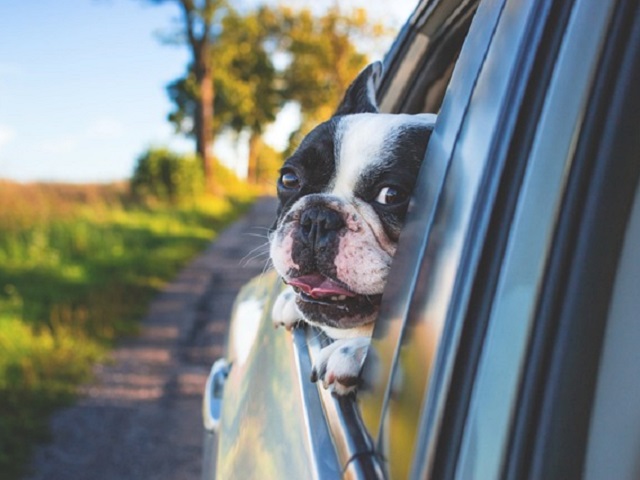 犬連れでドライブへ 犬用おすすめ便利グッズと車移動の注意点 中古車なら グーネット
