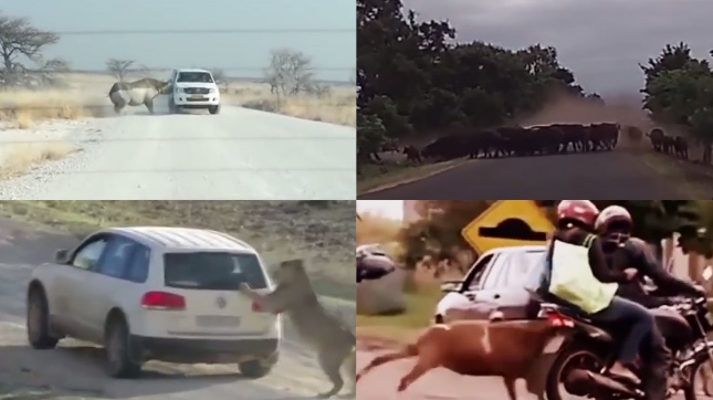 野生動物と衝突 驚きの瞬間をとらえた動画が恐怖 中古車なら グーネット