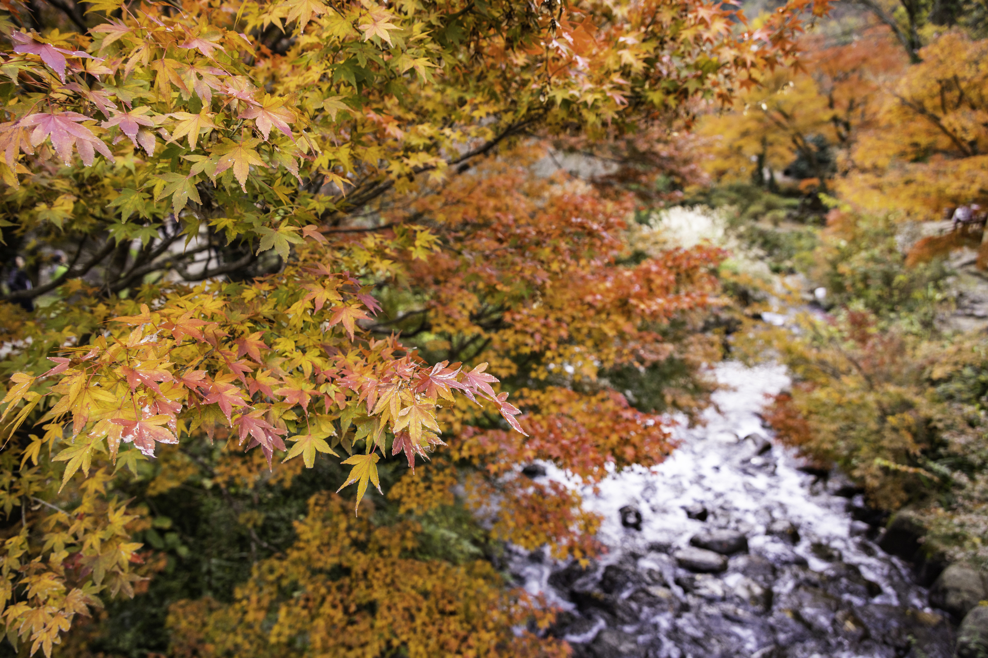 【紅葉・味覚狩り】秋の行楽シーズンに行きたいおすすめドライブスポット