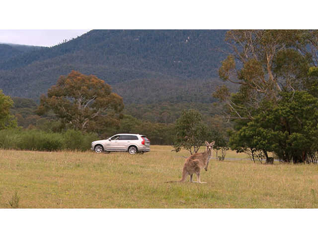 【ボルボ】オーストラリアで「対カンガルー安全テスト」を開始