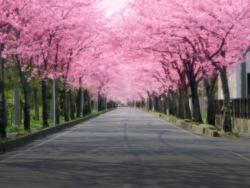 春のイメージ画像