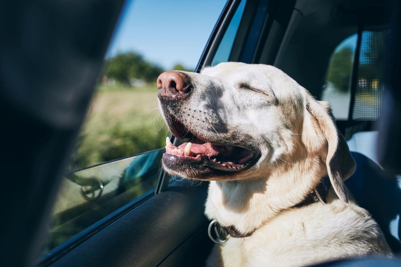 犬が車酔いする原因とは 症状や対策 乗せ方や注意点についてわかりやすく解説 中古車なら グーネット