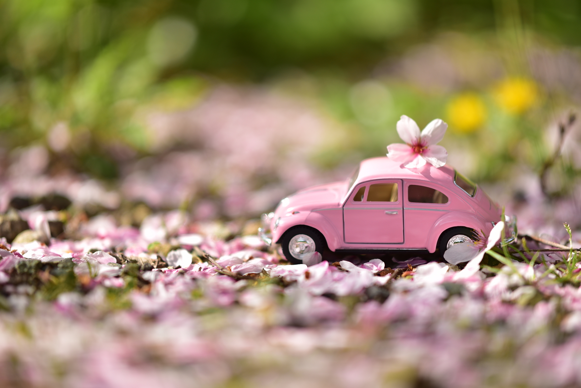 春に運転する場合の注意点とは?トラブルを未然に防ぐ心構え