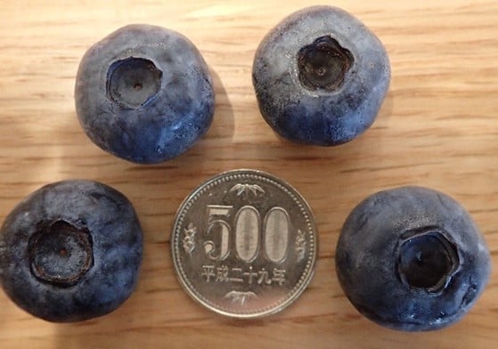 500円玉大のブルーベリー