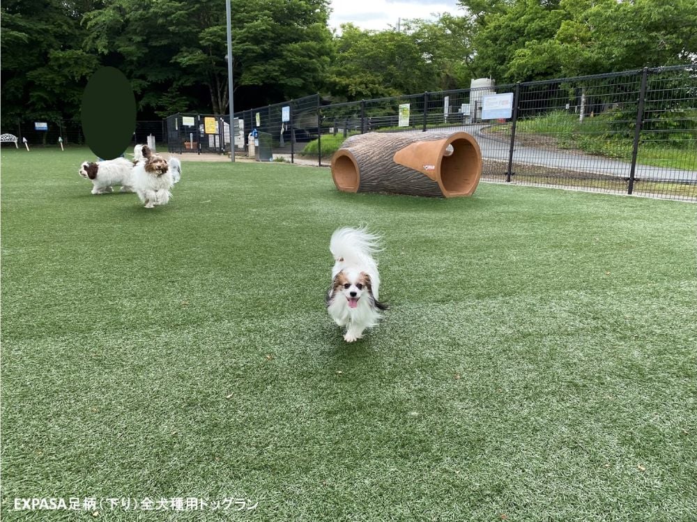 小型犬専用、全犬種用のドッグラン