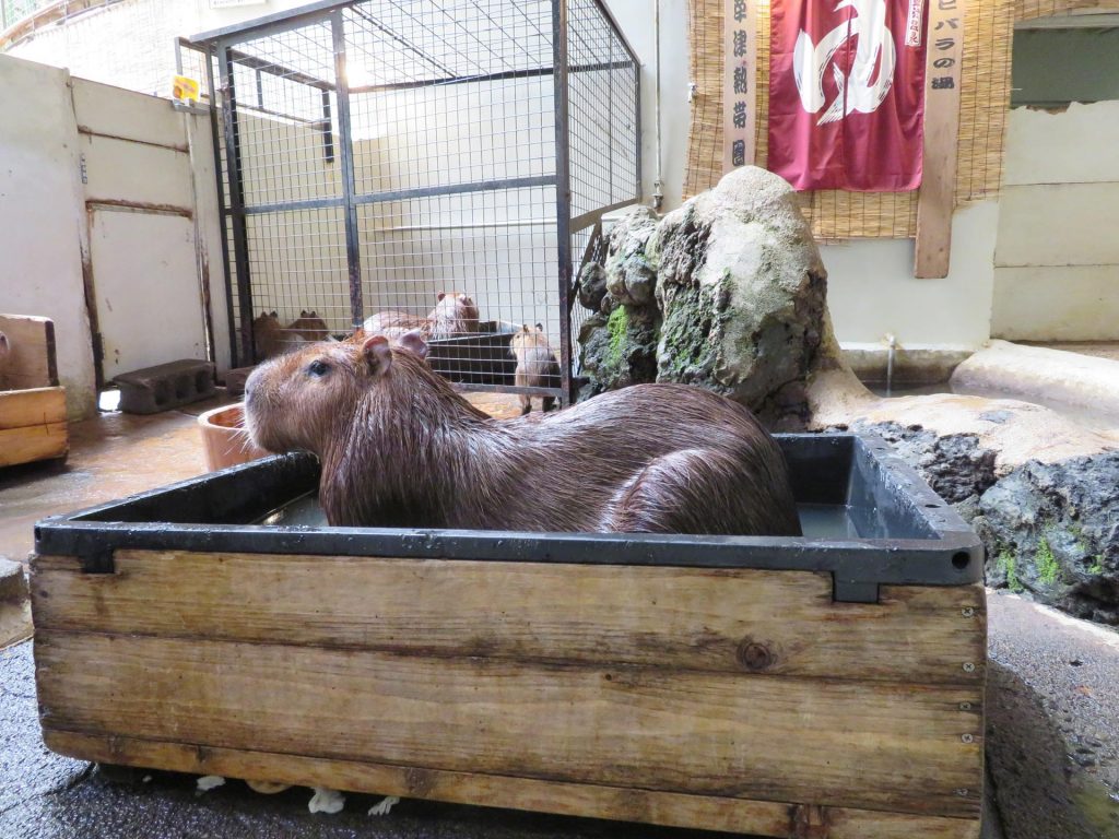 可愛らしいカピバラに餌をあげられます