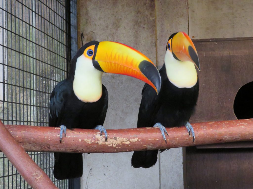 園内にはここでしか見られない動物も