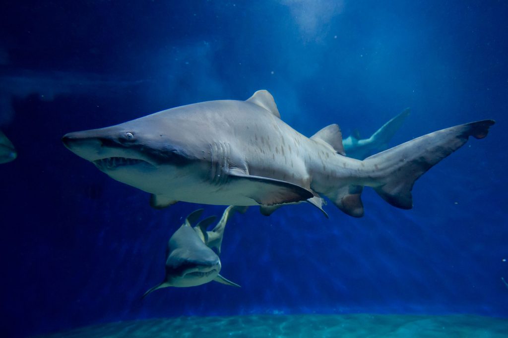 全長2～3mにおよぶ大型のサメ「シロワニ」