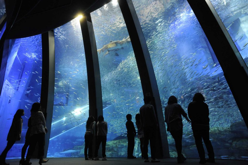 「アクアミュージアム」5万尾のイワシが泳ぐ大水槽をはじめとした700種類、12万点の生きものが生活する日本最大級の水族館