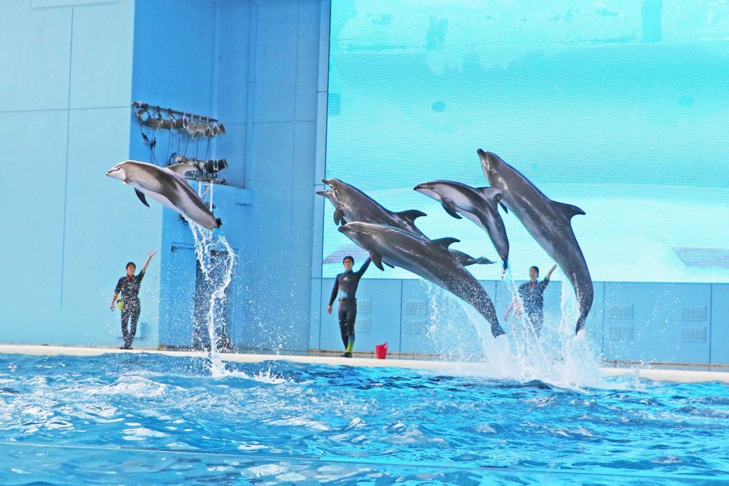 「海の動物たちのショー～SMILE～」ダイナミックなイルカのジャンプは必見！