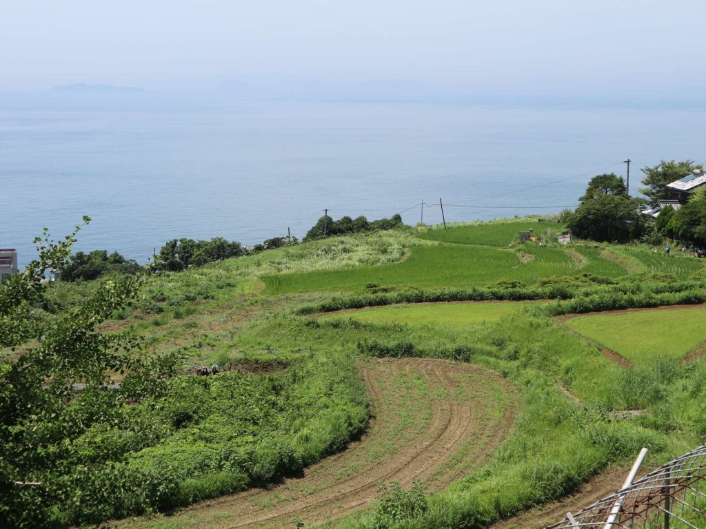 本谷の棚田