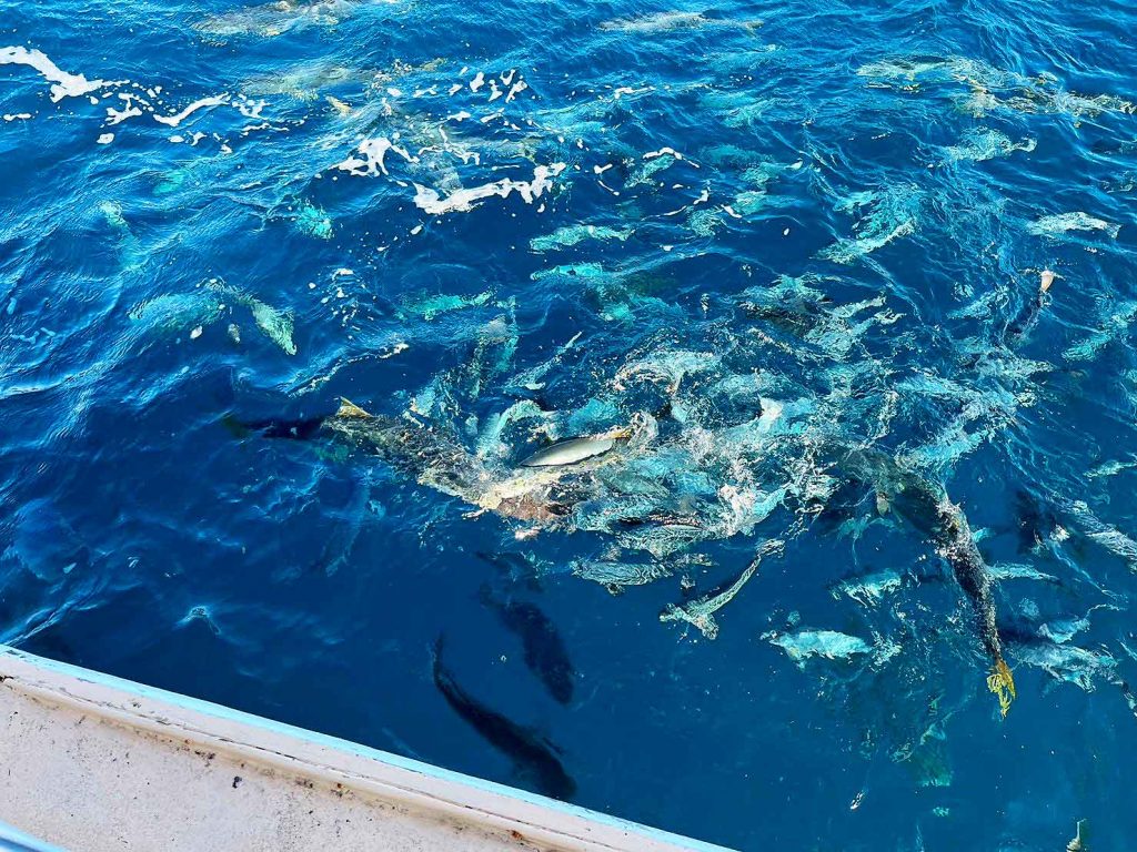 水面を飛び跳ねる魚の群れは、まるで踊っているかのよう!