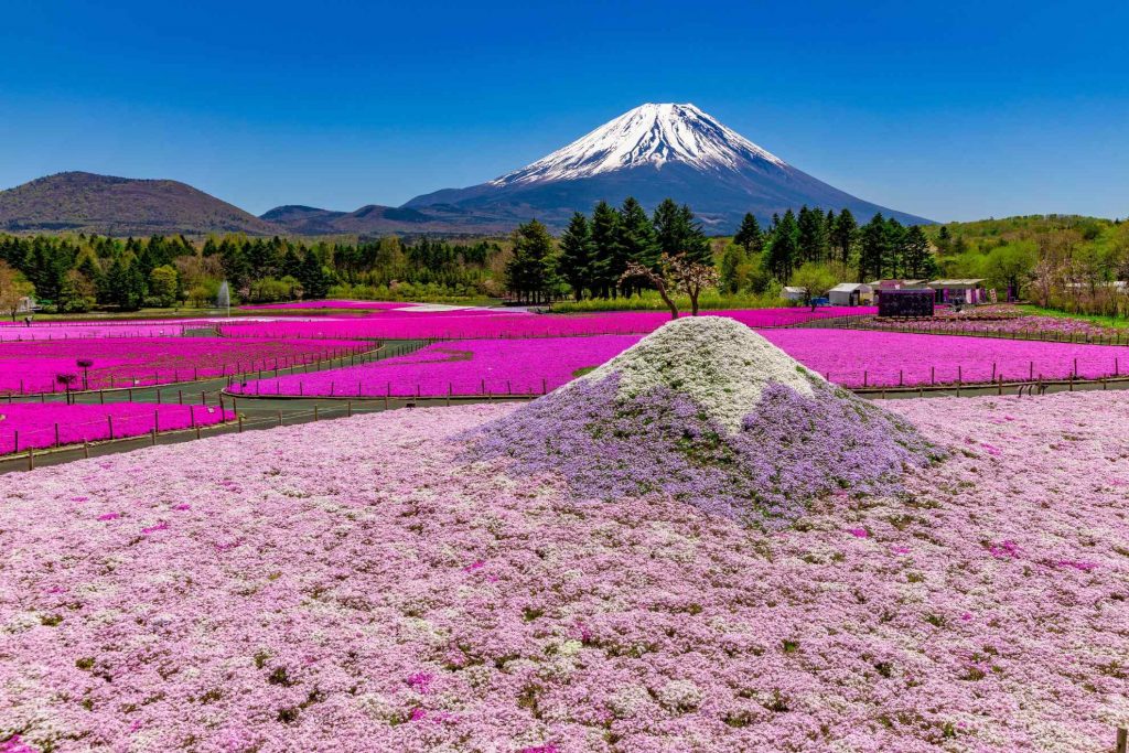 富士本栖湖リゾート 富士芝桜まつり 画像1