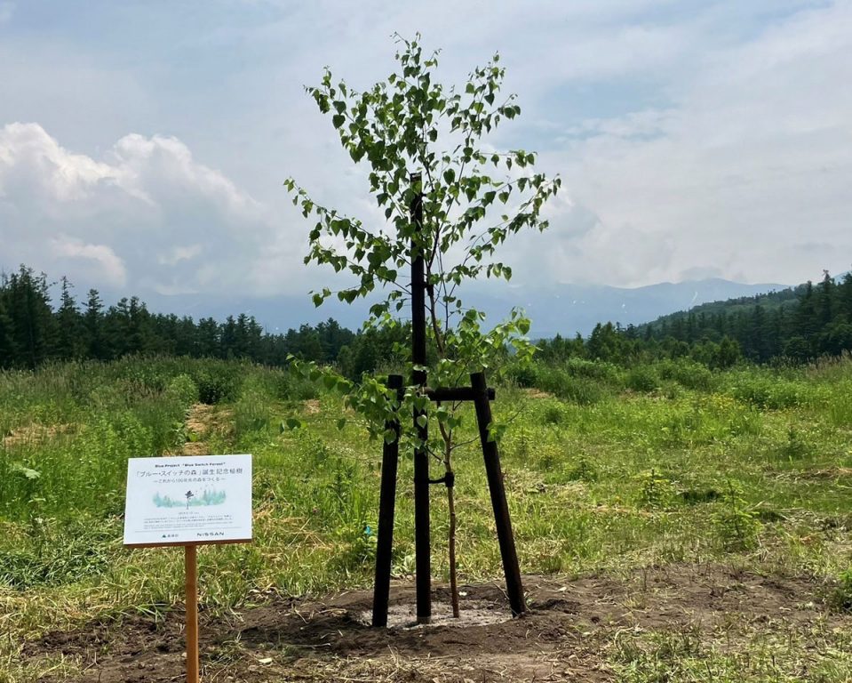 1本の白樺の木が、「スカイラインとケンとメリーの木」に代わる連携のシンボルとして植えられた