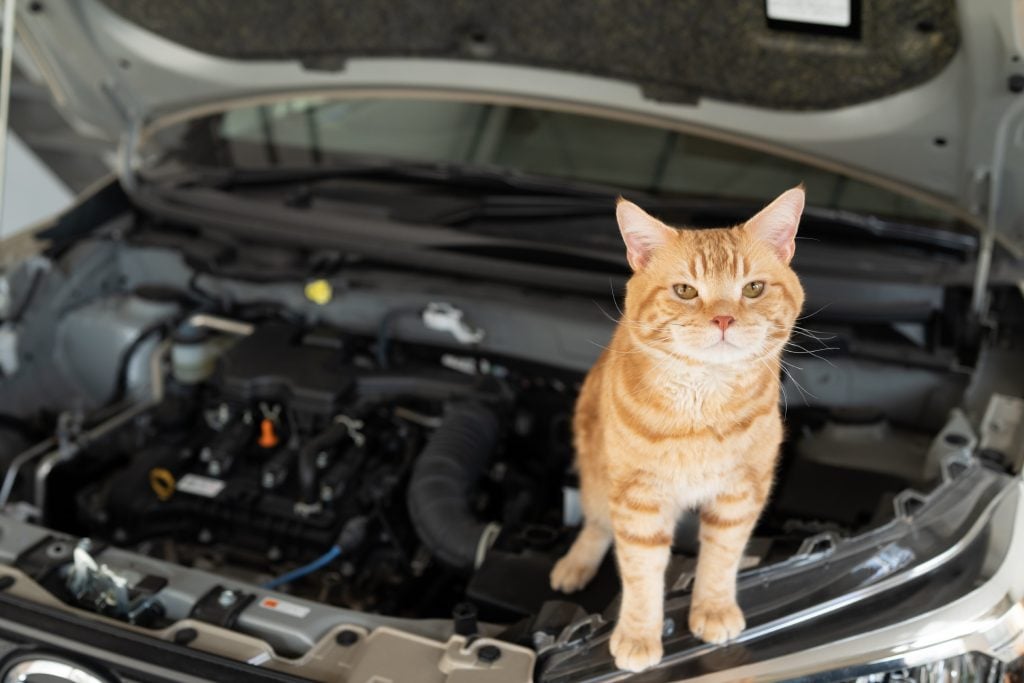 エンジンルームに猫が入った件数は381件