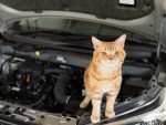 JAF「猫によるトラブル」1ヶ月で381件の救援要請 エンジン始動前に確認を！