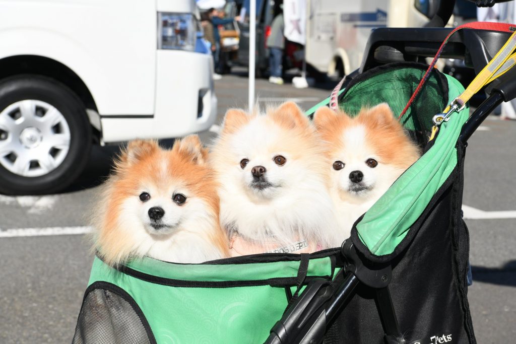 お台場キャンピングカーフェア会場写真4